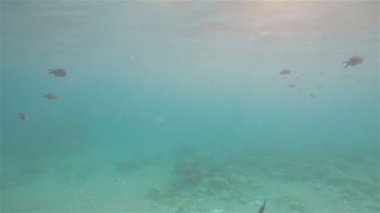 Balık, balıklar deniz kıyısında yüzme kamera batık