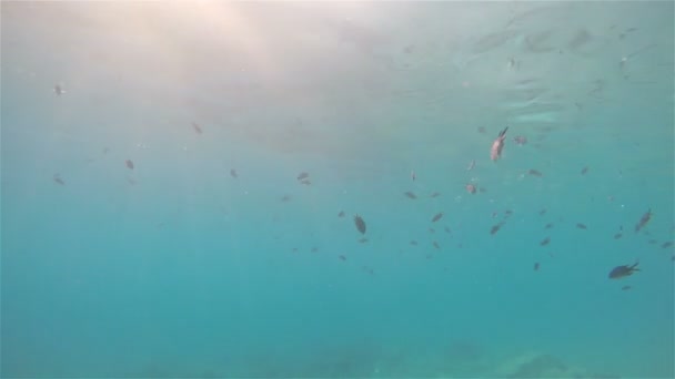 Banca Pești Înotând Într Mare Reflecții Ale Luminii Soarelui Suprafață — Videoclip de stoc