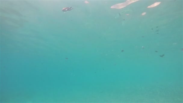 Peixe Nadando Com Banco Peixes Olhando Para Câmera — Vídeo de Stock