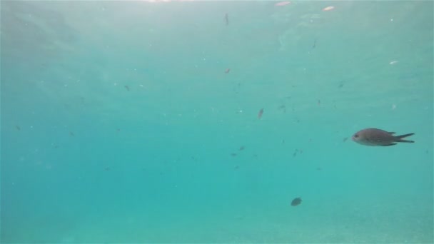 Weergave Van Vissen Zwemmen Het Interieur Van Zee Camera Ondergedompeld — Stockvideo