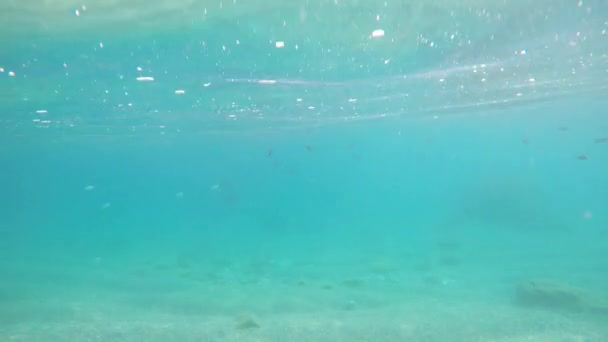 Banco Peces Nadando Mar Con Luces Sol Reflejos Burbujas Superficie — Vídeo de stock