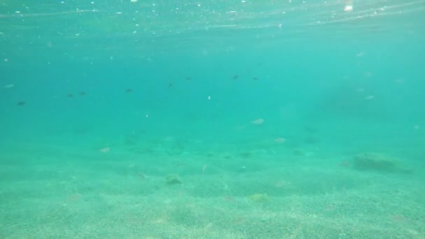 魚やクラ ゲの海 水中カメラで泳いで — ストック動画