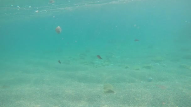 Fische Und Quallen Schwimmen Meer — Stockvideo