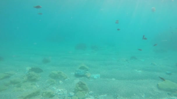 Fishes Jellyfish Sea Camera Submerged Aquatic View — Stock Video