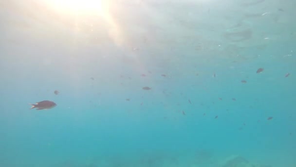 太陽と海で泳ぐ魚の銀行は表面の反射を点灯します — ストック動画