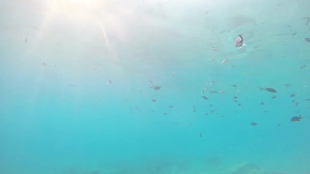 太陽と海で泳ぐ魚の銀行ライト反射と泡の表面の水中カメラ — ストック動画