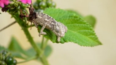 Bebek ortak bukalemun veya Akdeniz bir şube - Bayağı bukalemun etrafa bukalemun