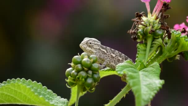 Baby Kameleon Een Branch Rondkijken — Stockvideo