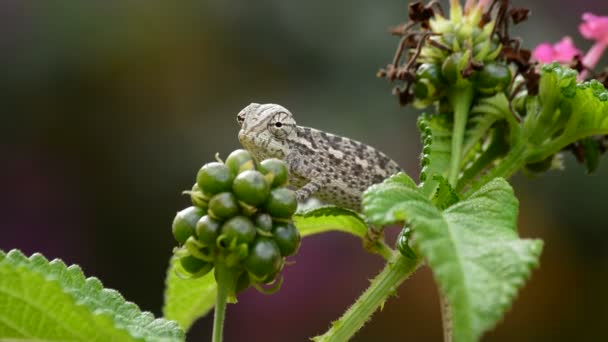 Little Baby Chameleon Branch — Stock Video