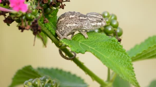 Pequeño Bebé Camaleón Mirando Alrededor Una Hoja — Vídeos de Stock