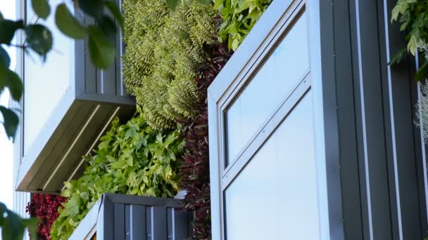Ventanas Edificio Moderno Con Paredes Vegetación Medio Ambiente Verde — Vídeos de Stock