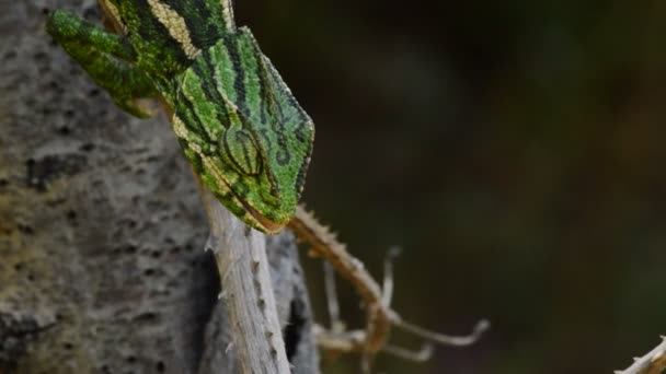 Common Chameleon Mediterranean Chameleon Hunting Cricket — Stock Video