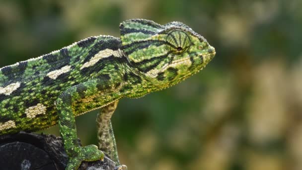 Caméléon commun vert ou caméléon méditerranéen regardant autour de lui dans une branche 