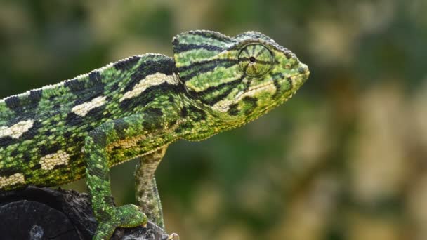 Caméléon commun vert ou caméléon méditerranéen regardant autour de lui dans une branche 