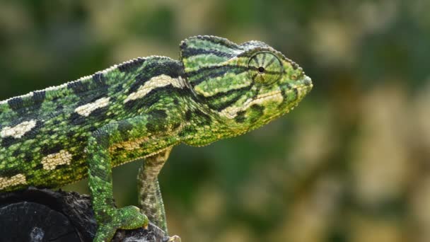 Camaleón Verde Común Mirando Alrededor Una Rama — Vídeos de Stock