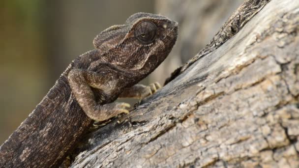 Chameleon Obecný Pomalu Chodit Stromě Detail — Stock video