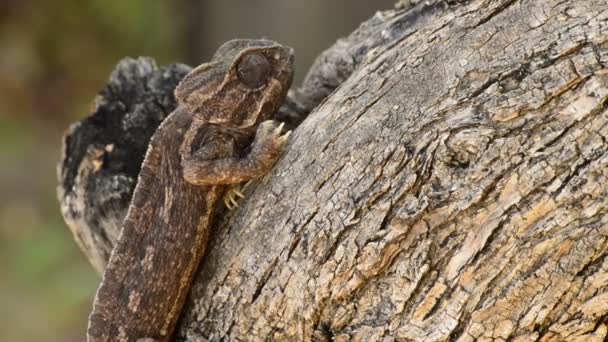 Common Chameleon Walking Slowly — Stock Video