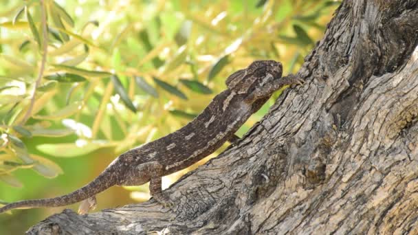 Společné Chameleon Nebo Středomořské Chameleon Pomalu Chodit Stromě — Stock video