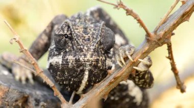 Güneşli günde bir dalında ortak bukalemun