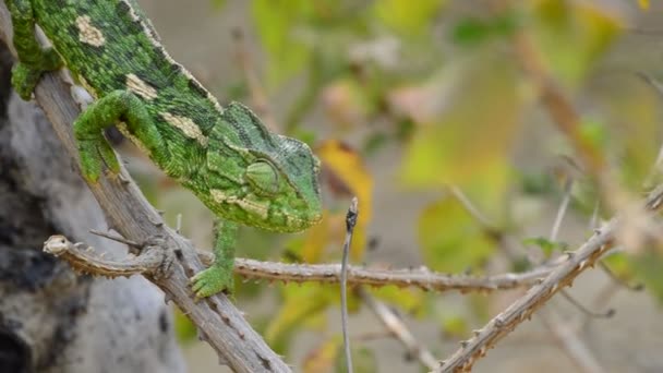 Wspólne Kameleon Lub Chameleon Śródziemnego Idąc Powoli Drzewo — Wideo stockowe