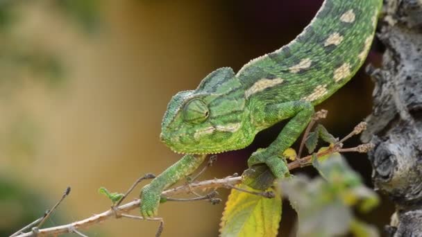 Groene Gemeenschappelijke Kameleon Lopen Langzaam Een Tak — Stockvideo