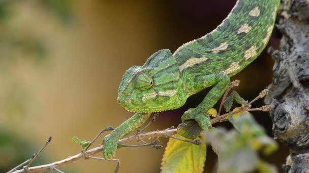 Zelený chameleon obecný chodit pomalu ve větvi