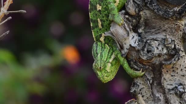 Caméléon commun vert dans une branche 