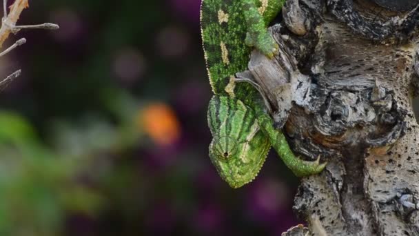 Camaleón Verde Común Una Rama — Vídeo de stock