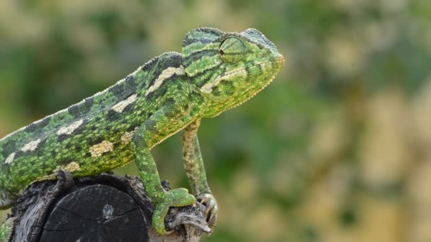 Caméléon commun vert regardant autour 