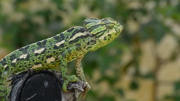 Caméléon commun ou caméléon méditerranéen marchant lentement dans un arbre 