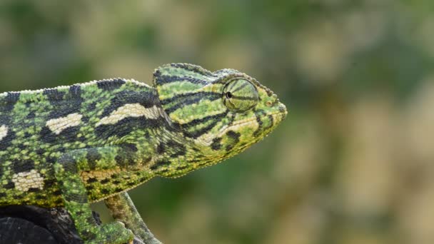 Gemeenschappelijke Chameleon Mediterrane Chameleon Rondkijken Een Tak — Stockvideo