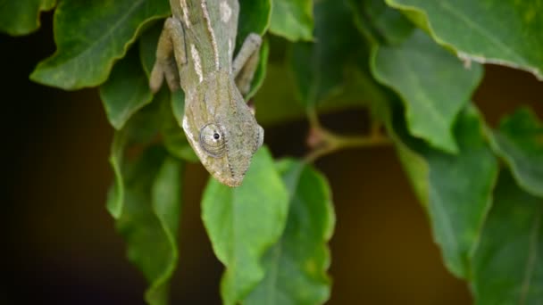 Little Baby Wspólne Kameleon Lub Śródziemnomorskiej Kameleon Rozglądając Się Oddziale — Wideo stockowe