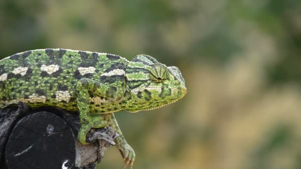 Wspólne Kameleon Rozglądając Się Oddziale — Wideo stockowe
