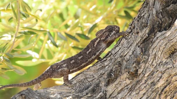 Common Chameleon Mediterranean Chameleon Walking Slowly Tree Chamaeleo Chameleon — Stock Video