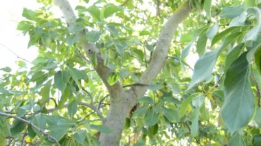 Bir Avokado ağacı, panoramik şubesine asılı pastırma avokado meyve