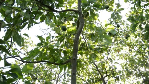 Avocadobaum Mit Avocados Die Einem Sonnigen Tag Ast Hängen — Stockvideo
