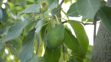 Bir Avokado ağacı dalı pastırma avokado
