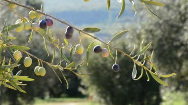 Güneşli günde bir zeytin ağacının dalını meyve zeytin