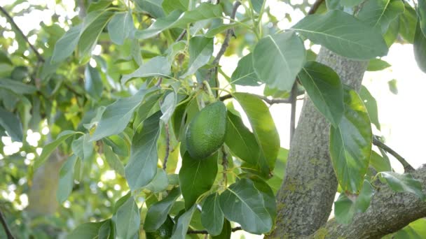 アボカドの木の枝にぶら下がっているベーコンのアボカド フルーツ — ストック動画