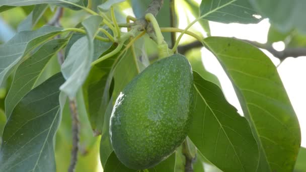 Aguacate Tocino Colgado Rama Del Árbol — Vídeos de Stock