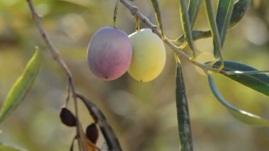 Zeytin zeytin ağacı dalında