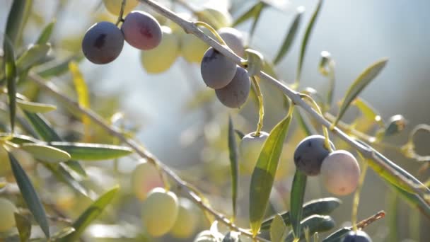 Oliven Früchte Einem Zweig Eines Olivenbaums Einem Sonnigen Tag — Stockvideo
