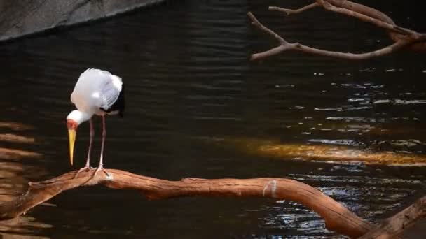 Żółty Rozliczane Bocian Rzece Ptaków Egzotycznych Afrykańskich Mycteria Ibis — Wideo stockowe