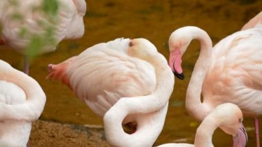 Büyük flamingo tüyler - Phoenicopterus çevresi arasında Gaga ile pembe
