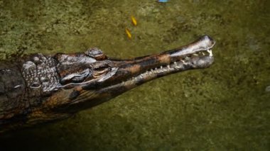 Baş yanlış gharial veya Tomistoma bir nehir-Tomistoma schlegelii statik
