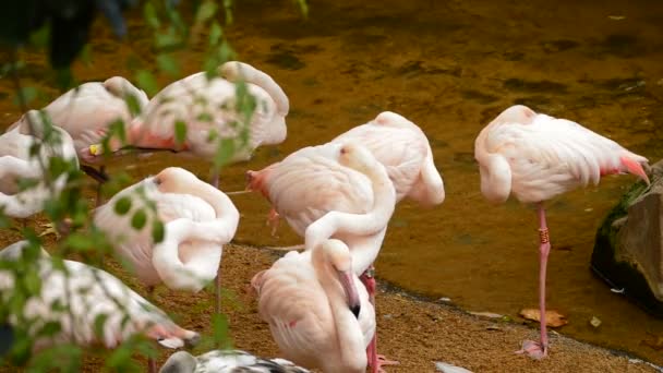 Flamants roses avec bec entre les plumes - Phoenicopterus roseus 