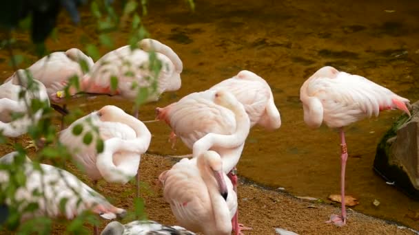 Flamingos Maiores Rosa Com Bico Entre Penas Phoenicopterus Roseus — Vídeo de Stock