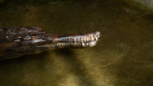 Tête de faux gharial ou Tomistome dans une rivière- Tomistoma schlegelii 