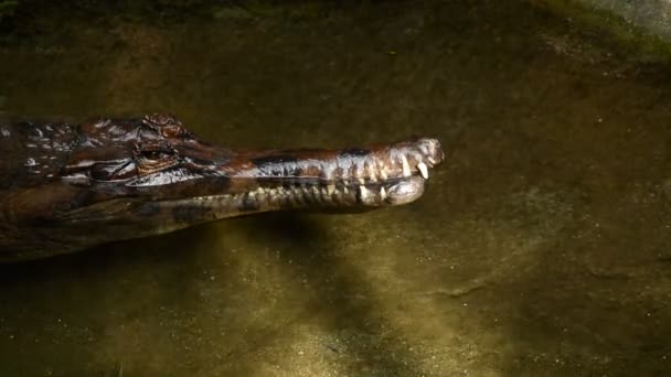 Tête Faux Gharial Tomistome Dans Une Rivière Tomistoma Schlegelii — Video