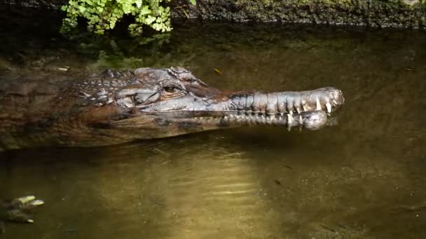 Falsk Gharial Eller Tomistom Naturlig Park Tomistoma Schlegelii — Stockvideo